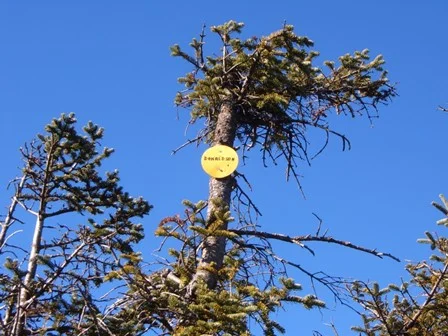 Donaldson Summit 2008.webp