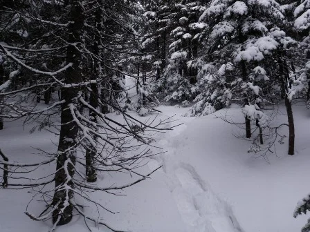 Gray Peak herd path.jpg