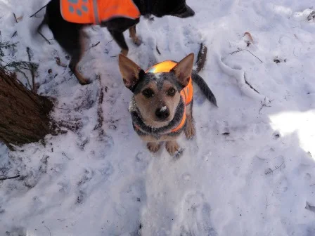 Misty looking for snacks