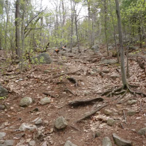 Making our way through the hardwoods