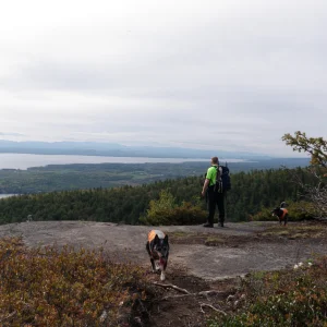 Hattie enjoying a hike, post surgery.