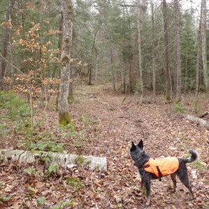 10694283_10203900813138853_7796316672191426129_o