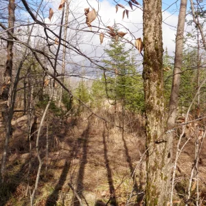 Mixed growth, all young.