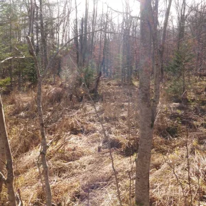 Just another view of the forest