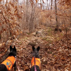 Dingo and Misty spying squirrel