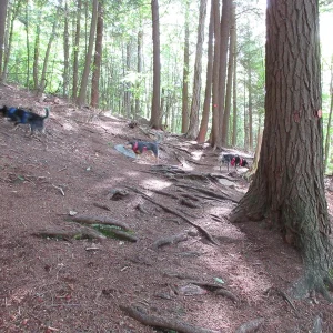 In the beginning, open pine forest