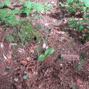 Lone pink Lady Slipper