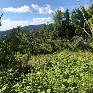 Wild raspberries in foreground