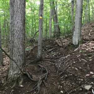 Trail is mostly this