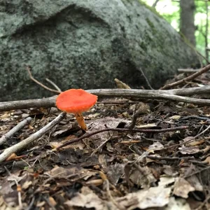 Lone orange mushroom