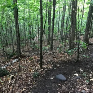 Mostly open hardwoods