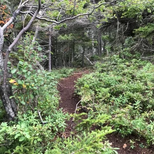 More of the ridge trail