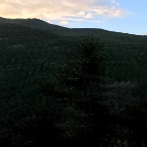 Early morning silhouette