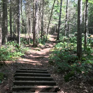 Typical trail