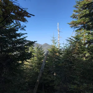 Sinking into the woods