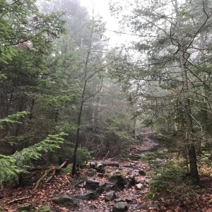 What most of the trail is like