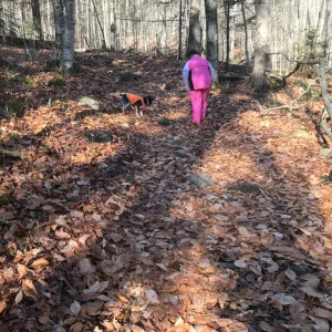 Trail is an old tote road