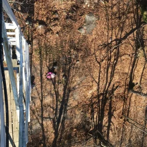 Danie and Hattie below