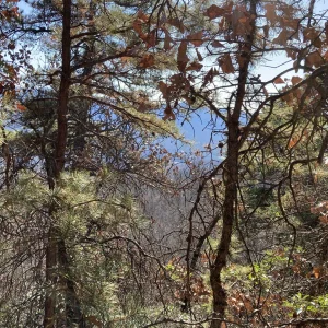 Glimmering pond in the distance.