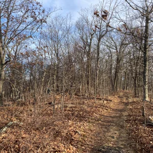 A nice section of trail