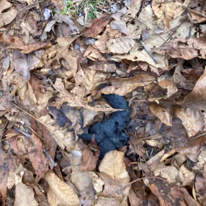 Bear scat