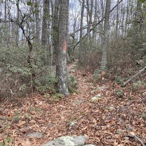 Trail coming up on the ridge