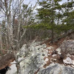 Looking up the spine of the ridge