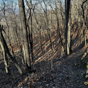 Trail through open woods