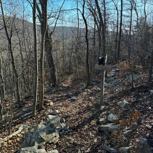 Junction with Peters Mill Run trail