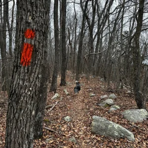 Misty On a Well Blazed Trail