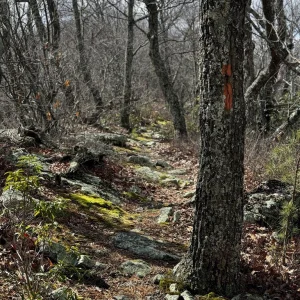 Easy To Follow Trail.jpg