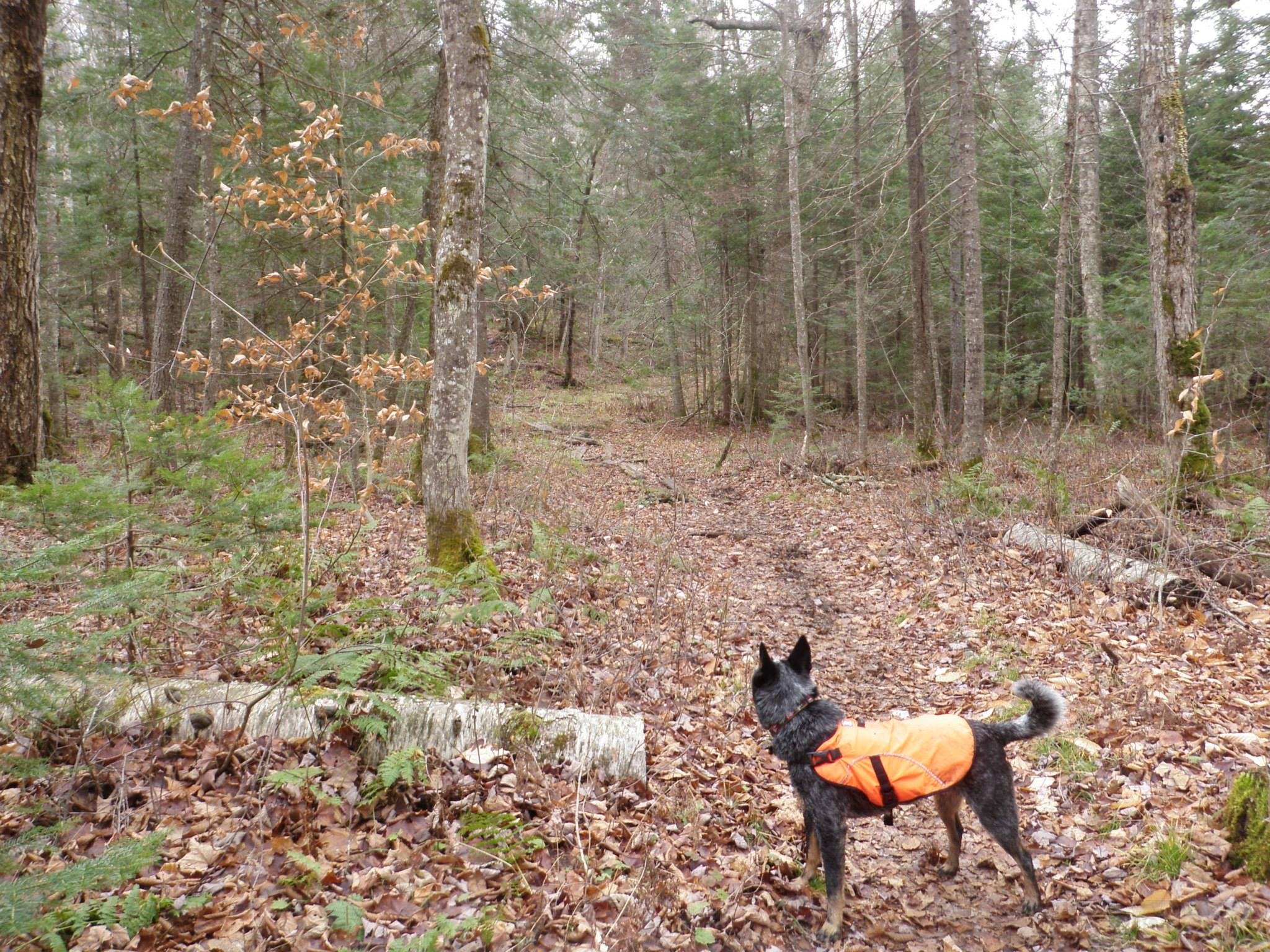 10694283_10203900813138853_7796316672191426129_o