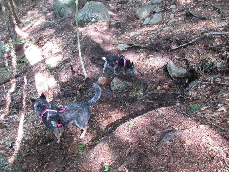 A few drainage crossings