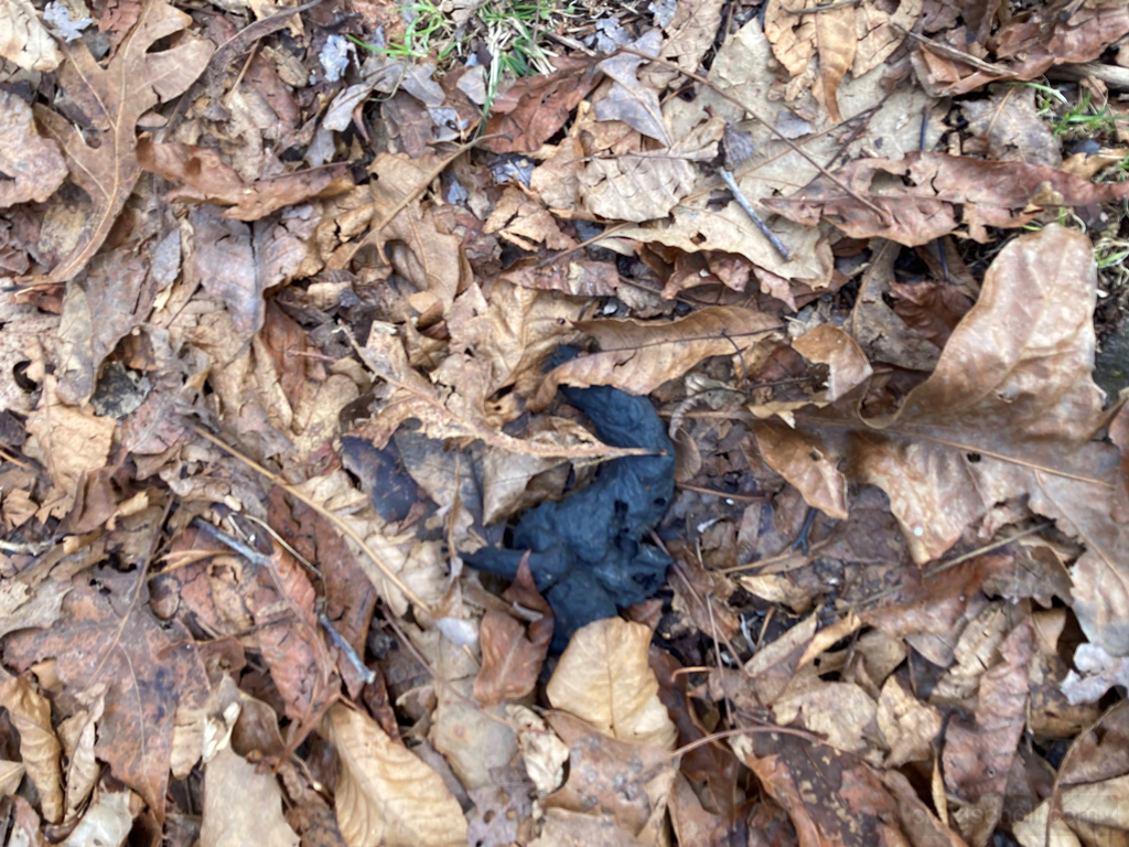 Bear scat