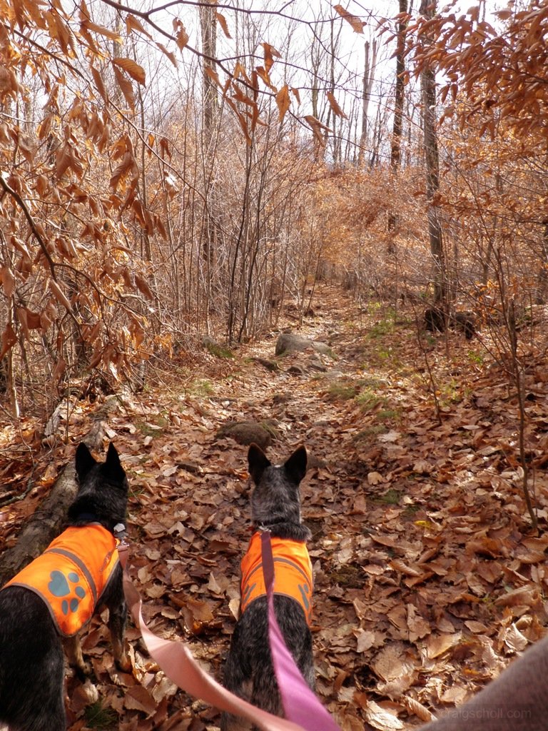 Dingo and Misty spying squirrel