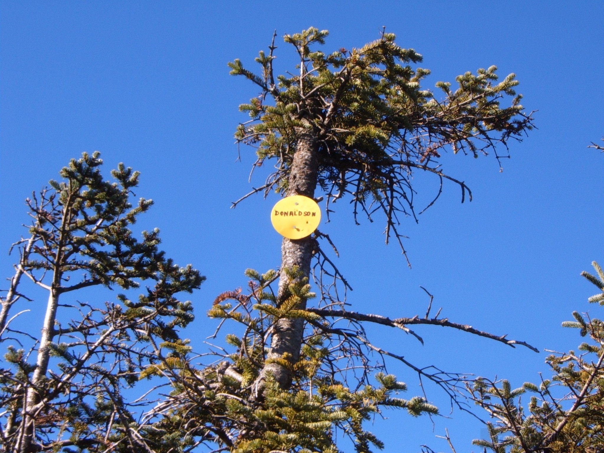 Donaldson_Summit_2008