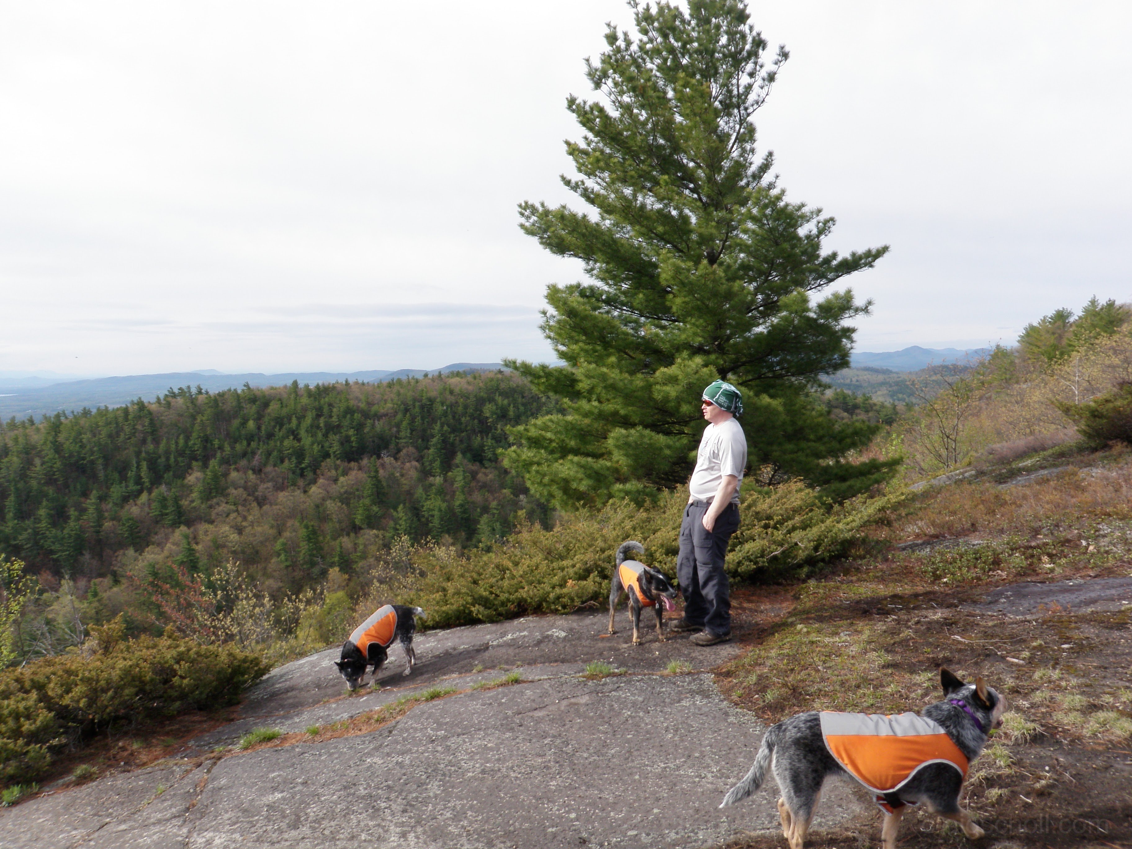 Hattie, Dingo, and Misty enjoing the hike.