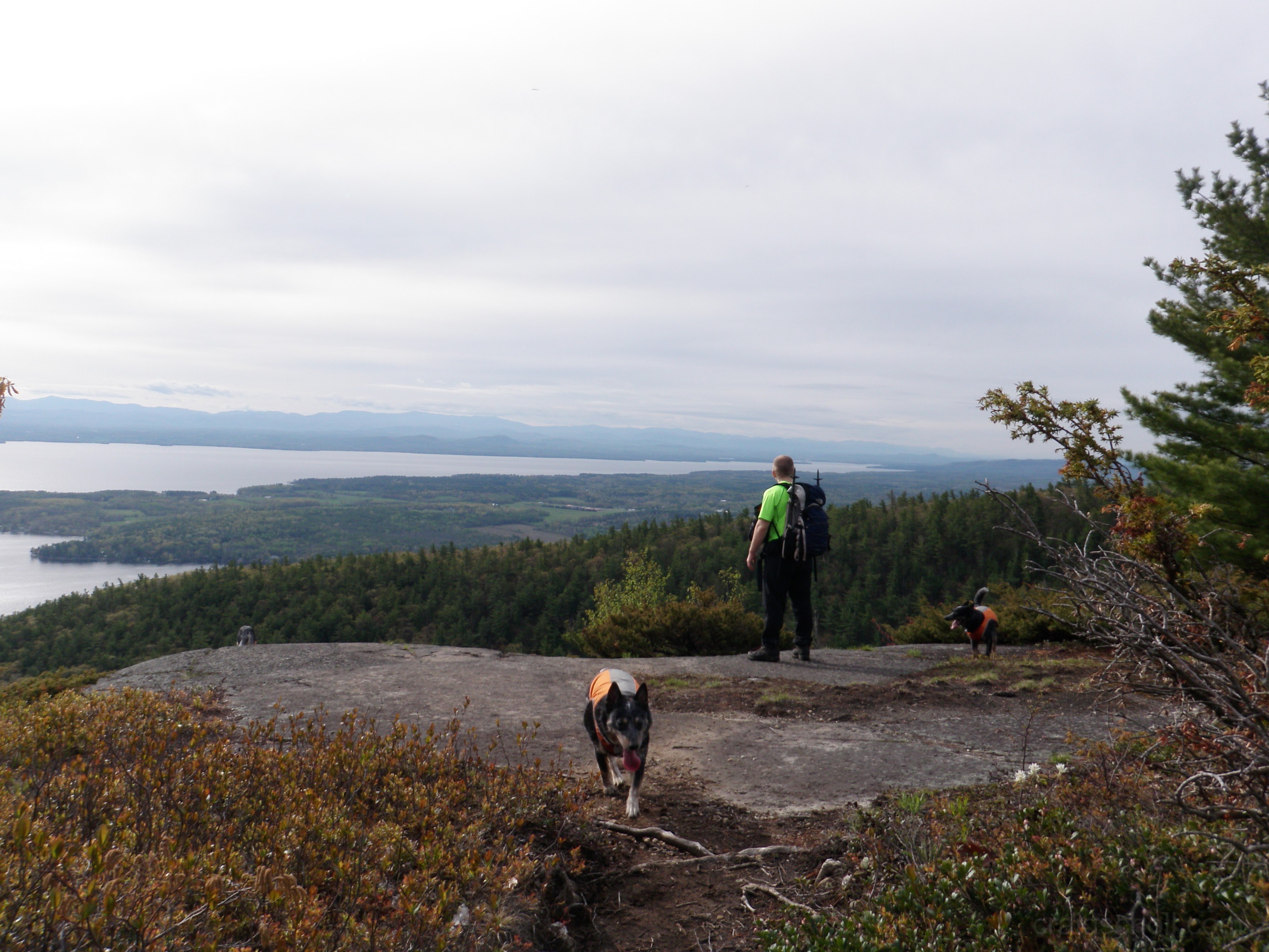 Hattie enjoying a hike, post surgery.