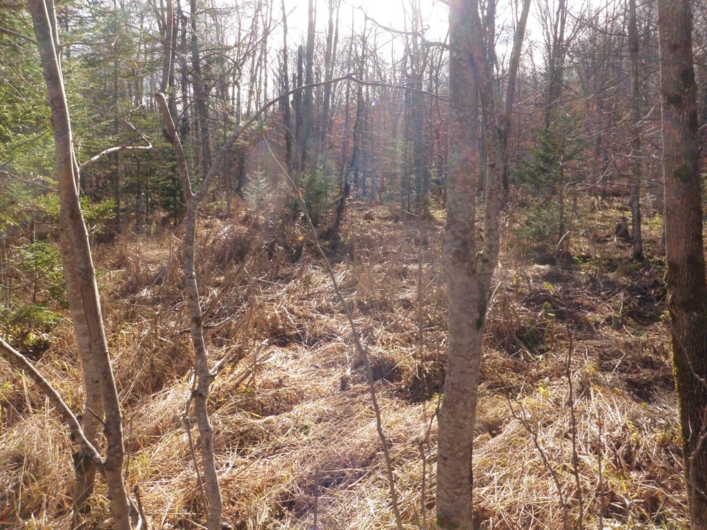 Just another view of the forest