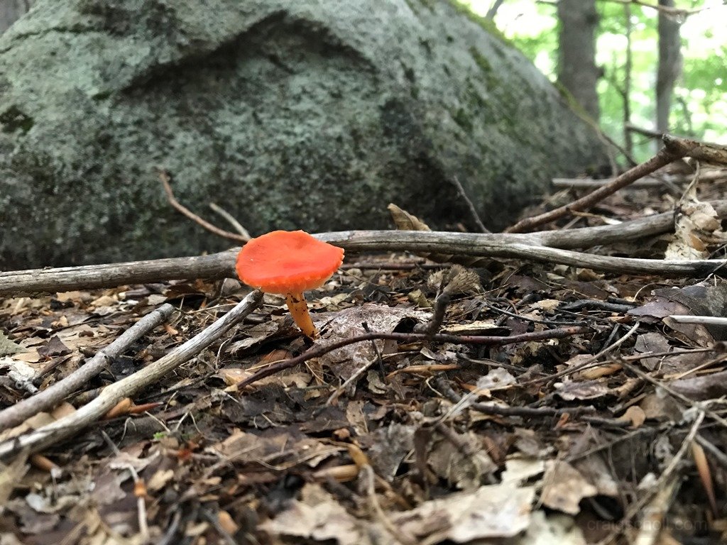 Lone orange mushroom