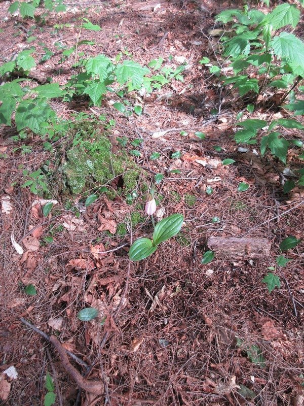 Lone pink Lady Slipper