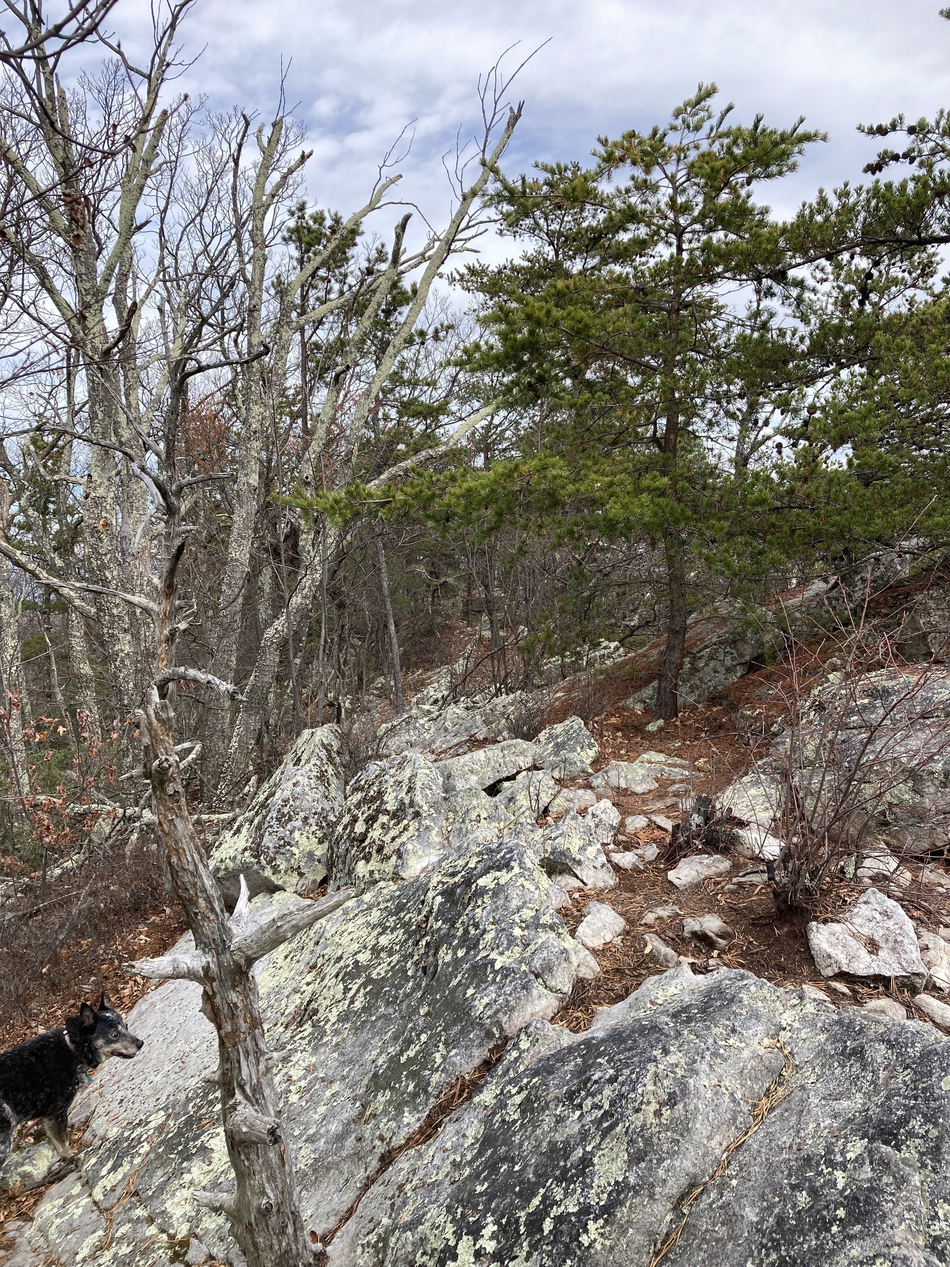 Looking up the spine of the ridge