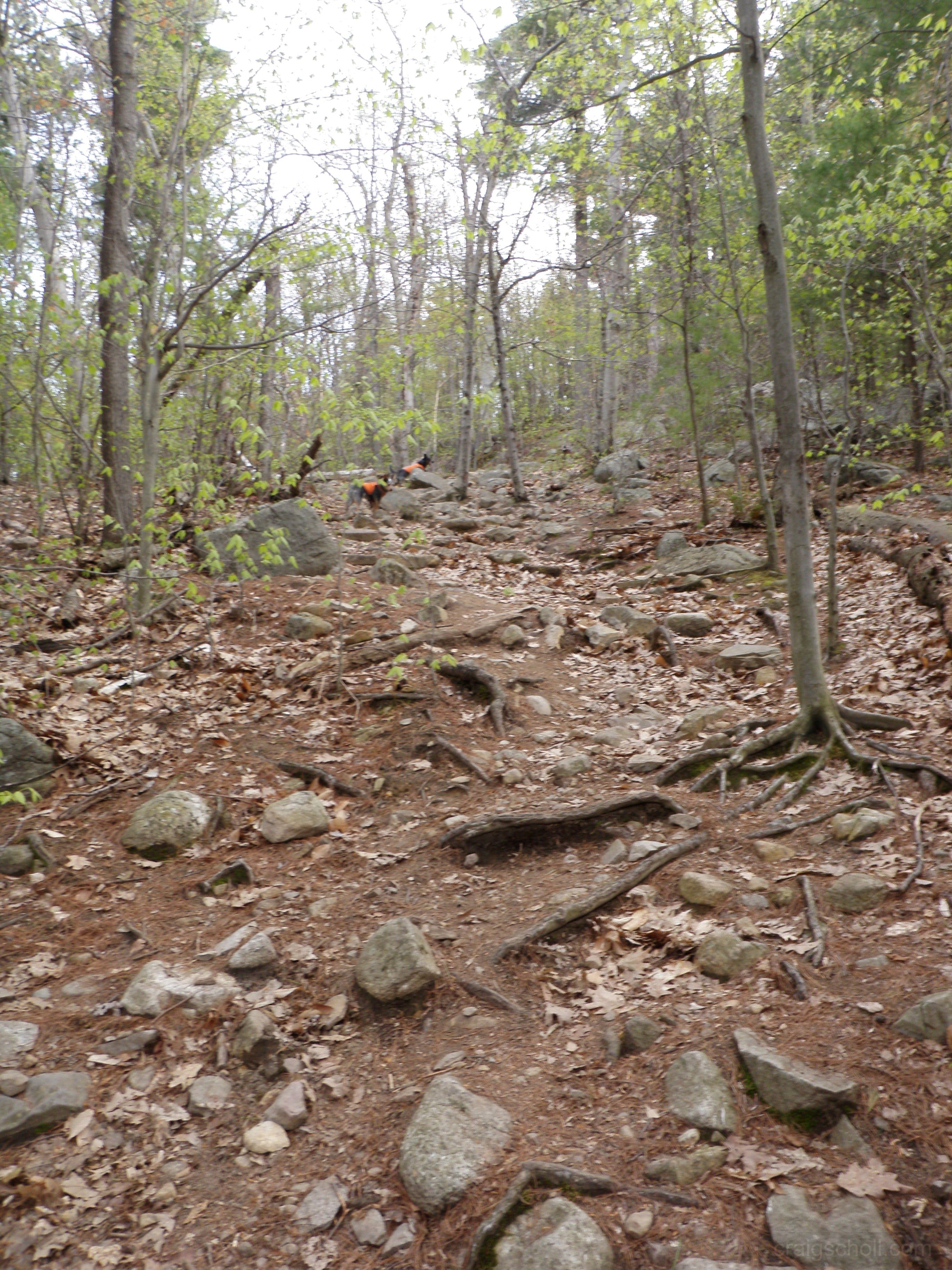 Making our way through the hardwoods