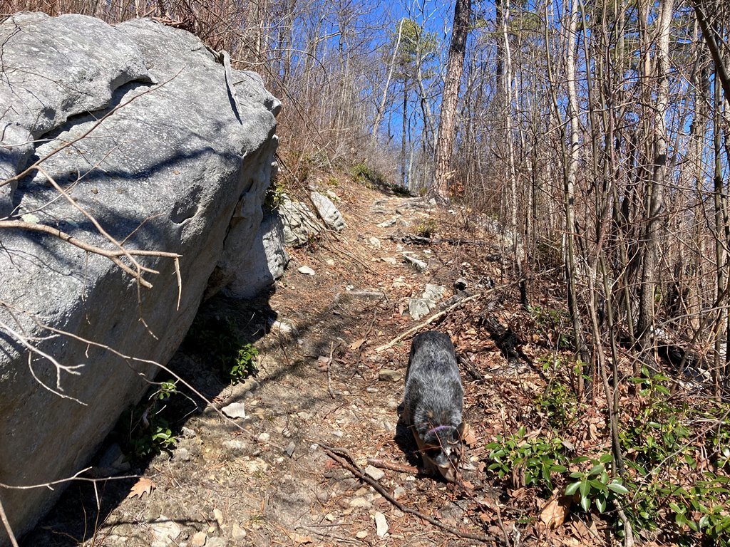 Misty doing the sniffs