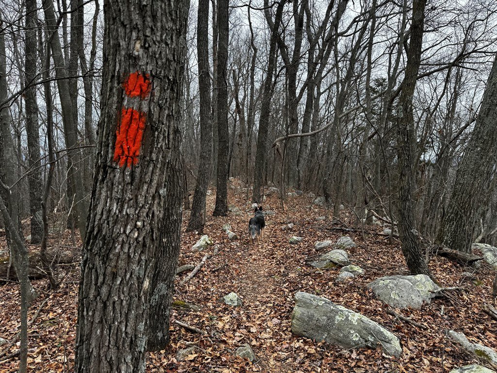 Misty On a Well Blazed Trail