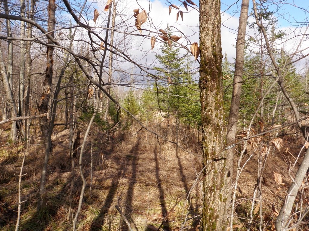 Mixed growth, all young.