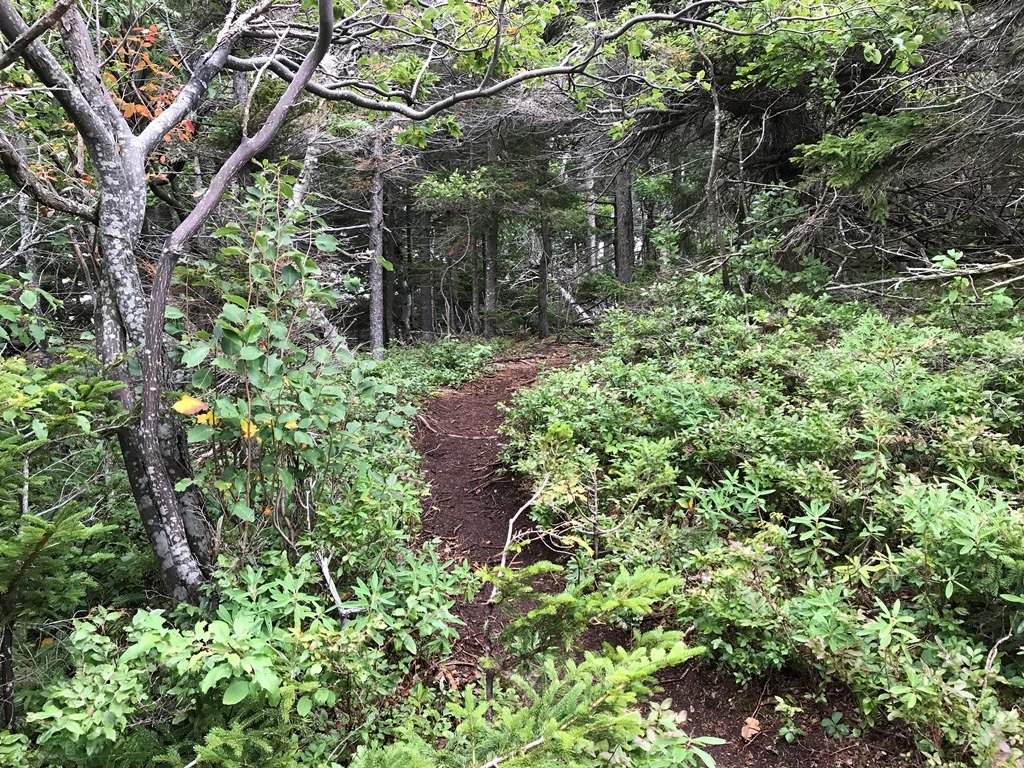 More of the ridge trail