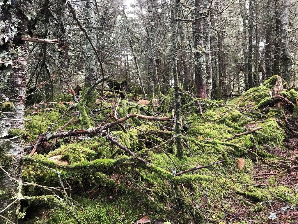 Mossy forest