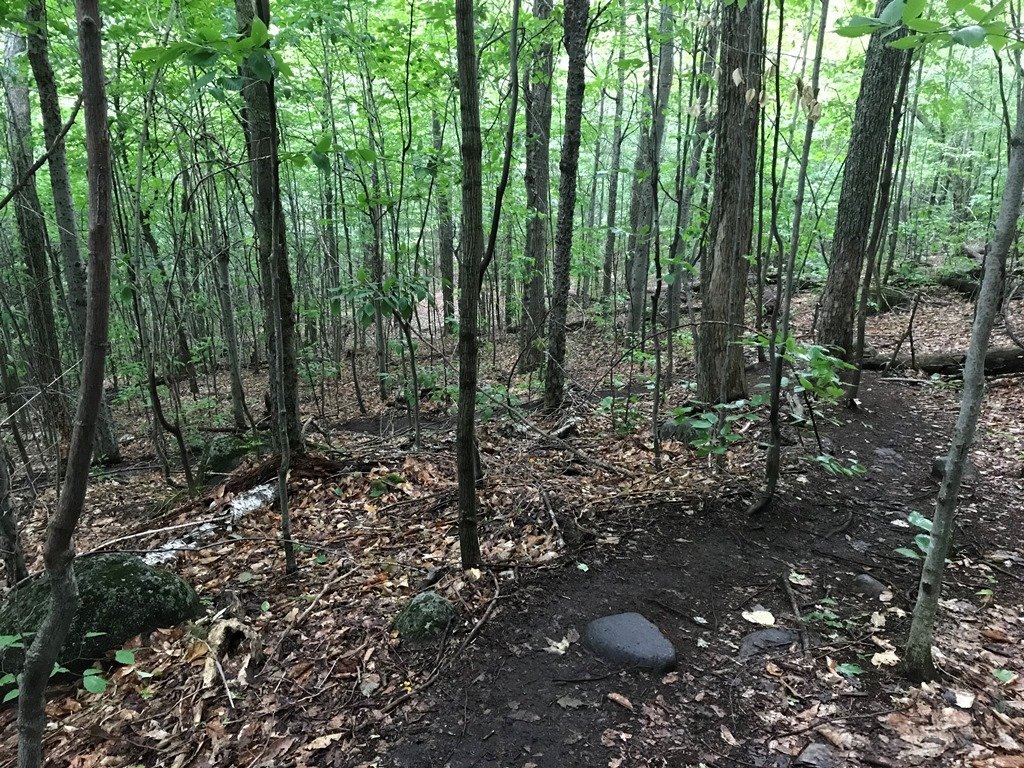 Mostly open hardwoods