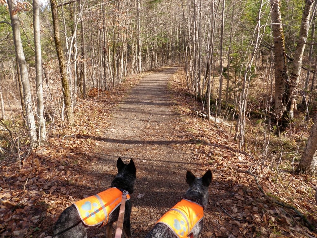 Our path, for a little ways